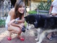 /album/fotos-fakes-com-animais/a39-jpg5/