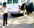 /album/fotos-fakes-com-animais/a43-jpg4/