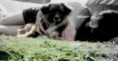 /album/fotos-fakes-com-animais/a44-jpg4/